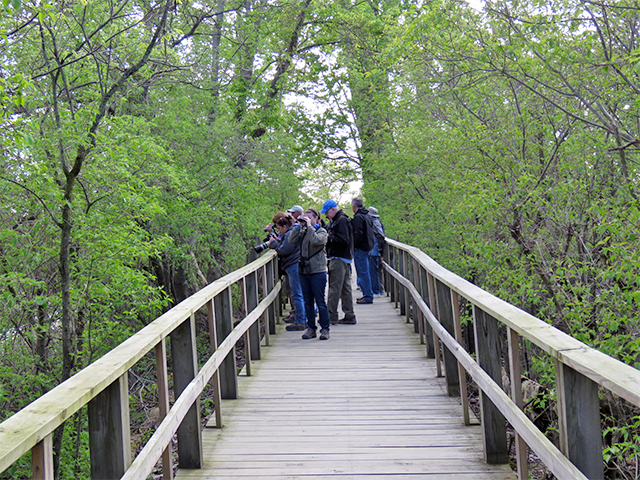 Boardwalk at Maumee Photo by Ventures Birding